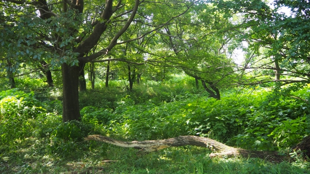 川越水上公園